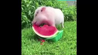 猪猪吃瓜拼图,趣味互动，欢乐时光