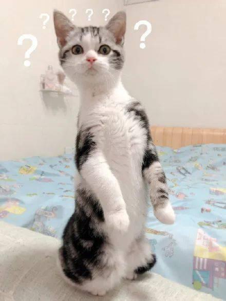 吃瓜猫作品,揭秘娱乐圈背后的秘密与真相