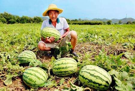 叉猹吃瓜的瓜农,一场奇妙的吃瓜之旅