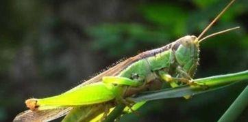 蚂蚱吃瓜花,自然界的和谐交响