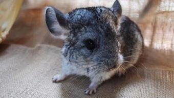 龙猫吃瓜吗,揭秘它们是否爱吃瓜