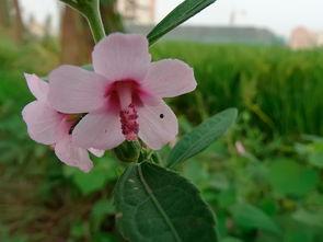 吃瓜小野花,吃瓜小野花的趣味生活点滴