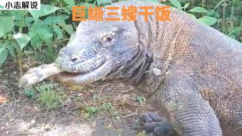 神奇的动物吃瓜,揭秘吃瓜背后的奥秘