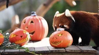 动物围观吃瓜视频,围观奇观，揭秘动物界的“八卦风云”