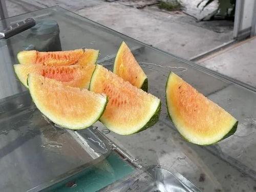 摘瓜实现吃瓜自由